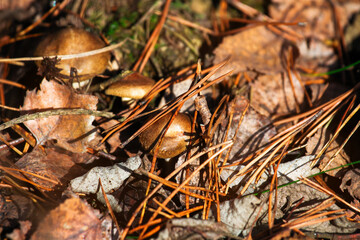 Mushrooms among fallen leaves and coniferous pine needles in the forest in autumn on a Sunny day.