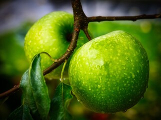 green apples on tree with blur background