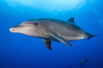 Fototapeta na wymiar Dolphins underwater