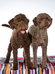 Australian labradoodle portrait, image taken in a studio.