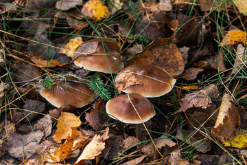 Mushrooms among fallen leaves and coniferous pine needles in the forest in autumn on a Sunny day.