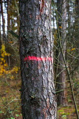 Red-marked diseased trees in the forest for cutting down. Harvesting of lumber and logs. The fight against the bark beetle.