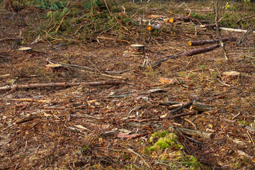 Cutting down trees in the forest by man. Scattered trees of logs of wood chips or branch. Harvesting of lumber and logs. Fight against bark beetles.