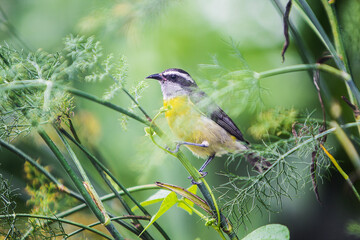 Pássaro amarelo descansando no galho