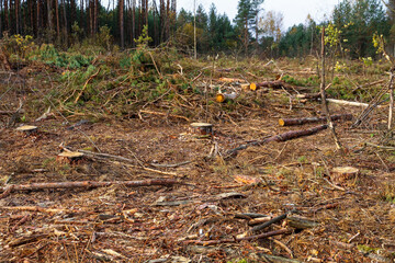 Cutting down trees in the forest by man. Scattered trees of logs of wood chips or branch. Harvesting of lumber and logs. Fight against bark beetles.