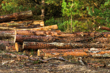 Logs of a pine forest cut down by a man are laid near the forest by the road. The problem of the bark beetle destroying the forest. Logging.