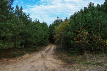 Fototapeta na wymiar Country sand road for cars in the forest in summer. Road through a spruce and pine forest.