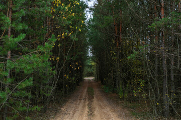 Country sand road for cars in the forest in summer. Road through a spruce and pine forest.