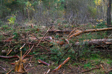 Cutting down trees in the forest by man. Scattered trees of logs of wood chips or branch. Harvesting of lumber and logs. Fight against bark beetles.