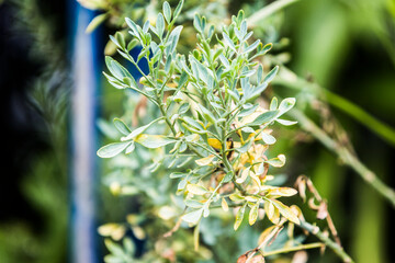 Folhas na plantação