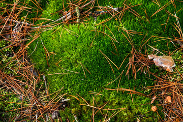 Beautiful green moss in the forest.
