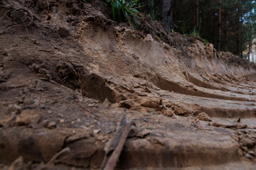 Track and tread marks of a country sandy forest road in summer.