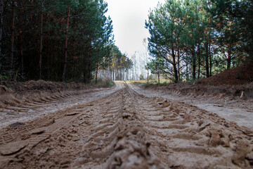 Country sand road for cars in the forest in summer. Road through a spruce and pine forest.