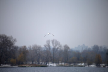 trees on the snowy river bank