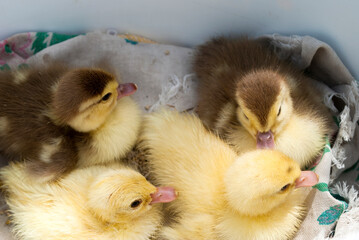 Ducklings in a box for sale. Four ducklings.