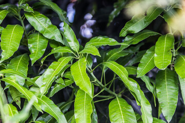 Folhas verdes da árvore do pé de manga