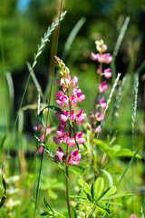 Nice summer field flowers at sunny day nature close up photography