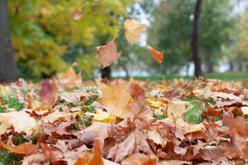 Autumn landscape with bright leaves falling on a ground. Still green trees on a blurry background