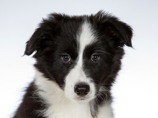 Border collie puppy portrait. Image taken in a studio. 10 weeks old puppy dog posing isolated on white. copy space.