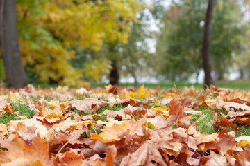 Autumn landscape with bright leaves on a ground. Still green trees on a blurry background
