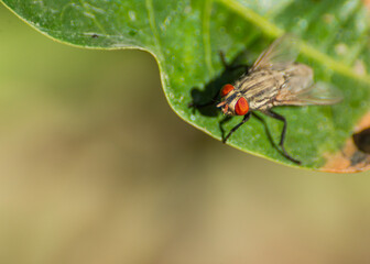 Fototapeta na wymiar mosca sobre hoja macro 