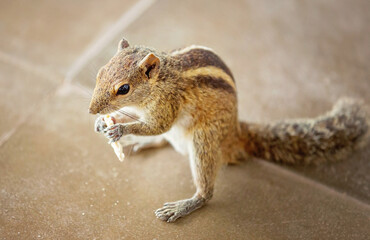 Little cute chipmunk eating piece of cheese