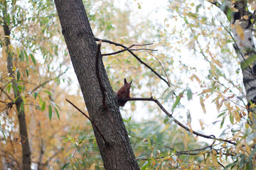Small squirrel on a tree branch in the autumn forest