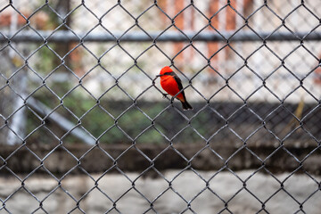 The Vermilion Flycatcher (Pyrocephalus obscurus), a Small Passerine Bird Posing on a Grid