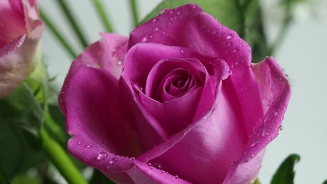 One beautiful pink red rose covered with water droplets, on a white background, side view