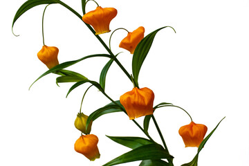Portrait of golden lily of the valley Sandersonia aurantiaca flower