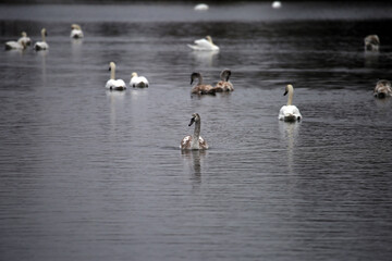 swans swimming in the lake