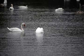 swan diving for fish in the lake