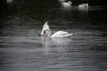 swans swimming in the lake