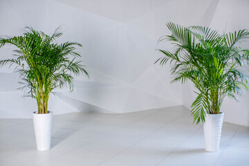 Two sets of flower pots for salons on a white background