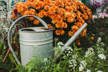 Metal garden watering can on a background of orange flowers in the garden