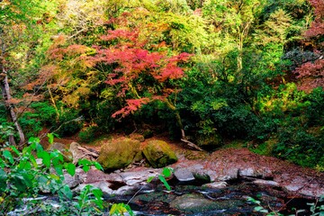 Fototapeta premium 菊池渓谷の紅葉