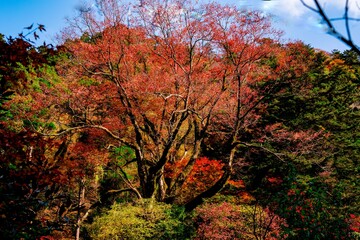 菊池渓谷の紅葉