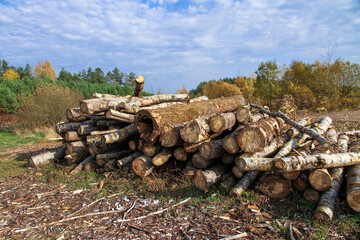 Logs of pine and deciduous trees are piled up. Deforestation and harvesting of firewood and logs. The fight against the bark beetle.