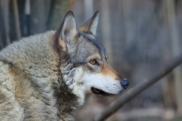 the wolf (canis lupus)