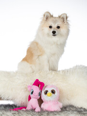 Obraz premium Kleinspitz puppy dog portrait. Image taken in a studio with white background. isolated on white copy space.