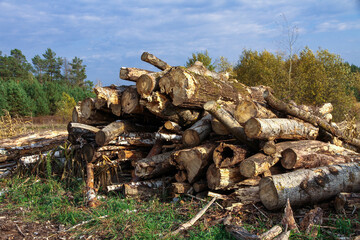 Logs of pine and deciduous trees are piled up. Deforestation and harvesting of firewood and logs. The fight against the bark beetle.