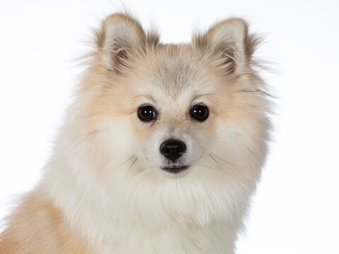 Kleinspitz puppy dog portrait. Image taken in a studio with white background. isolated on white copy space.