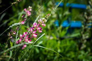 Nice summer field flowers at sunny day nature close up photography