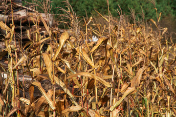 Dried tall grass and logs in autumn on a Sunny day.