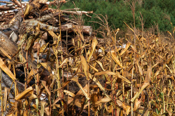 Dried tall grass and logs in autumn on a Sunny day.