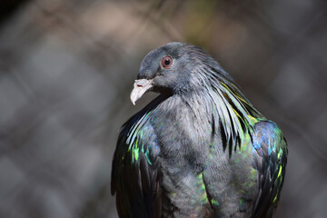 Beauty of Nicobar Pigeon Caloenas Nicobarica