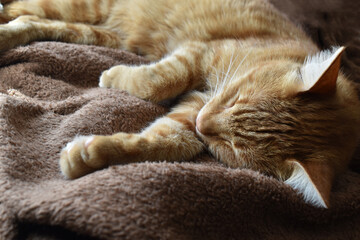 Ginger cat or orange cat sleeping on a soft brown blanket. 
