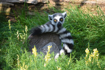 Lemur Catta Sitting on Grass in Nature