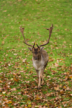 Portrait of majestic powerful adult red deer stag in autumn fall forest © Soňa Kabátová