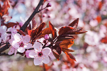 Plum blossom. Candid.